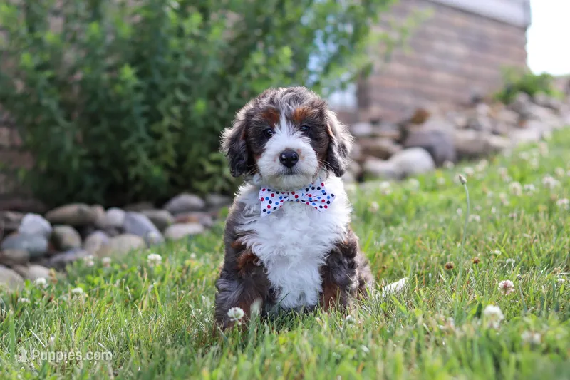 Danica – Miniature Bernedoodle puppy for sale in Sugarcreek, OH