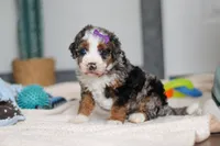 Daisy, a female Miniature Bernedoodle for sale in Sugarcreek, OH – 9 of 10