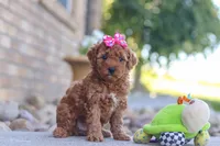 Eve, a female Miniature Goldendoodle for sale in Sugarcreek, OH – 6 of 6