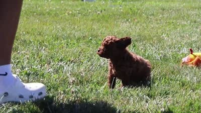 Teo, a male Cavapoo for sale in Sugarcreek, OH – 5 of 5