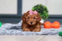 Lexi, a female Cavapoo for sale in Sugarcreek, OH – 5 of 7
