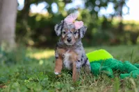 Inez, a female Miniature Bernedoodle for sale in Sugarcreek, OH – 5 of 6