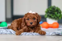 Lulu, a female Cavapoo for sale in Sugarcreek, OH – 5 of 8