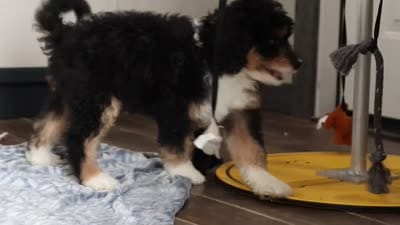 Brock, a male Miniature Bernedoodle for sale in Sugarcreek, OH – 7 of 7