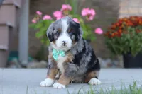 Maverick, a male Miniature Bernedoodle for sale in Sugarcreek, OH – 3 of 6