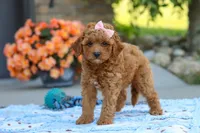Felecia, a female Cavapoo for sale in Sugarcreek, OH – 5 of 8