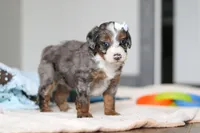 Darla , a female Miniature Bernedoodle for sale in Sugarcreek, OH – 4 of 9