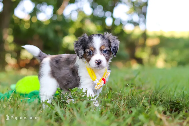 Ivan – Miniature Bernedoodle puppy for sale in Sugarcreek, OH