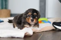 Duke, a male Miniature Bernedoodle for sale in Sugarcreek, OH – 2 of 10