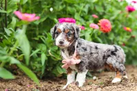 Honey, a female Miniature Bernedoodle for sale in Sugarcreek, OH – 6 of 7