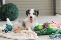 Huck, a male Miniature Bernedoodle for sale in Sugarcreek, OH – 9 of 10