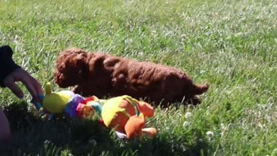 Marley, a female Cavapoo for sale in Sugarcreek, OH – 5 of 5