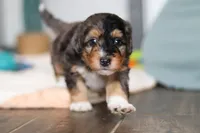 Duke, a male Miniature Bernedoodle for sale in Sugarcreek, OH – 9 of 10