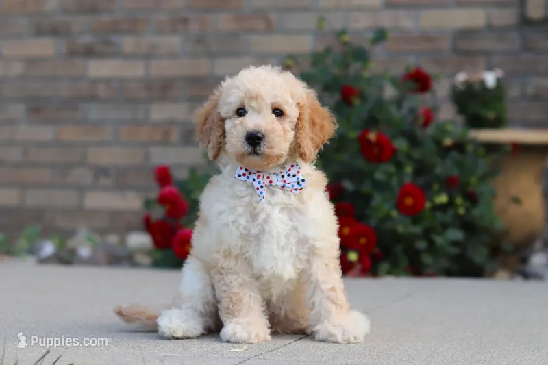 Jett – Miniature Labradoodle puppy for sale in Sugarcreek, OH