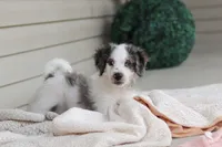 Huck, a male Miniature Bernedoodle for sale in Sugarcreek, OH – 5 of 10