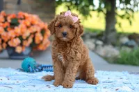 Felecia, a female Cavapoo for sale in Sugarcreek, OH – 6 of 8