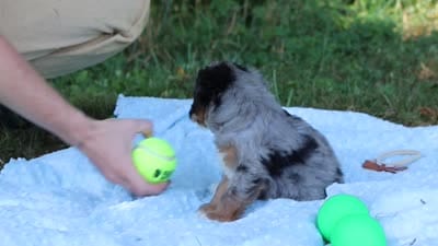 Ira, a male Miniature Bernedoodle for sale in Sugarcreek, OH – 7 of 8