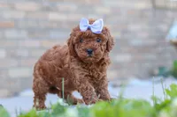 Marley, a female Cavapoo for sale in Sugarcreek, OH – 2 of 5