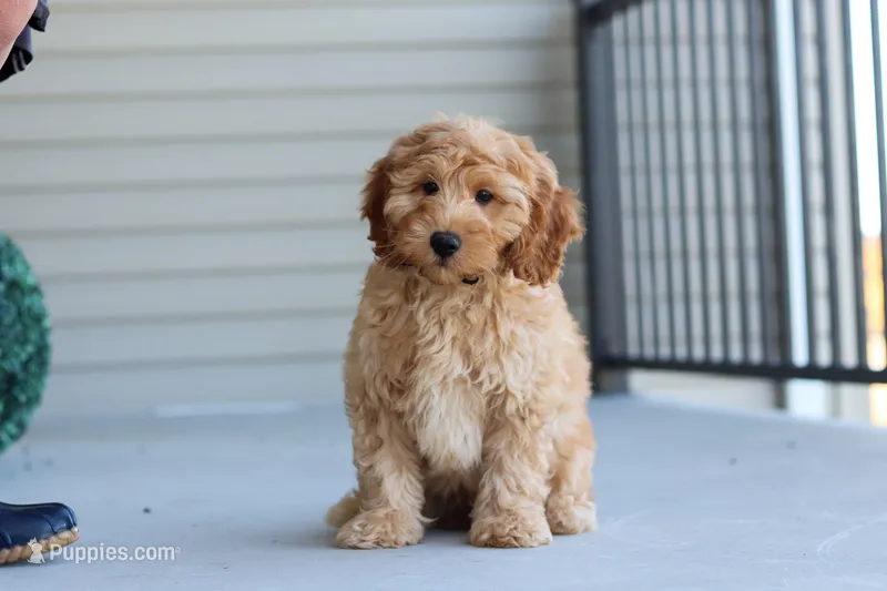 Jasper – Miniature Labradoodle puppy for sale in Sugarcreek, OH