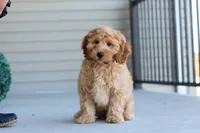 Jasper, a male Miniature Labradoodle for sale in Sugarcreek, OH – 1 of 5