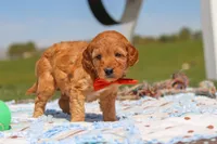 Chase, a male Goldendoodle for sale in Sugarcreek, OH – 3 of 6