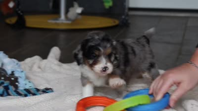 Dawn, a female Miniature Bernedoodle for sale in Sugarcreek, OH – 10 of 10