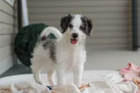Huck, a male Miniature Bernedoodle for sale in Sugarcreek, OH – 3 of 10
