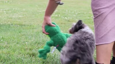 Dylan, a male Miniature Bernedoodle for sale in Sugarcreek, OH – 10 of 10