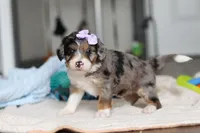 Dawn, a female Miniature Bernedoodle for sale in Sugarcreek, OH – 5 of 10