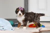 Danica, a female Miniature Bernedoodle for sale in Sugarcreek, OH – 6 of 8