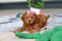 Lexi, a female Cavapoo for sale in Sugarcreek, OH – 4 of 7