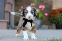 Mickey, a male Miniature Bernedoodle for sale in Sugarcreek, OH – 5 of 6