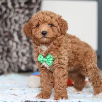 Freddy, a male Goldendoodle for sale in Sugarcreek, OH – Photo 7 of 7