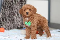 Freddy, a male Goldendoodle for sale in Sugarcreek, OH – Photo 7 of 7