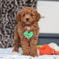 Freddy, a male Goldendoodle for sale in Sugarcreek, OH – Photo 1 of 7