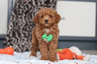 Freddy, a male Goldendoodle for sale in Sugarcreek, OH – Photo 1 of 7