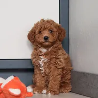 Freddy, a male Goldendoodle for sale in Sugarcreek, OH – Photo 5 of 7