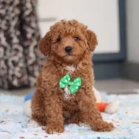 Freddy, a male Goldendoodle for sale in Sugarcreek, OH – Photo 2 of 7