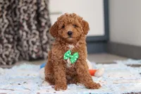 Freddy, a male Goldendoodle for sale in Sugarcreek, OH – Photo 2 of 7