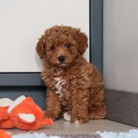 Freddy, a male Goldendoodle for sale in Sugarcreek, OH – Photo 6 of 7