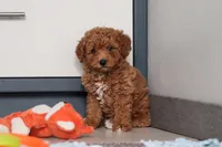 Freddy, a male Goldendoodle for sale in Sugarcreek, OH – Photo 6 of 7