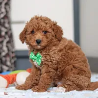 Freddy, a male Goldendoodle for sale in Sugarcreek, OH – Photo 3 of 7