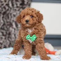 Freddy, a male Goldendoodle for sale in Sugarcreek, OH – Photo 4 of 7