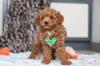Freddy, a male Goldendoodle for sale in Sugarcreek, OH – Photo 4 of 7