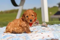 Chase, a male Goldendoodle for sale in Sugarcreek, OH – 5 of 6