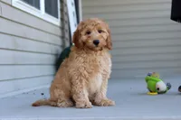 Jasper, a male Miniature Labradoodle for sale in Sugarcreek, OH – 2 of 5