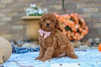 Fletcher, a male Cavapoo for sale in Sugarcreek, OH – 5 of 6