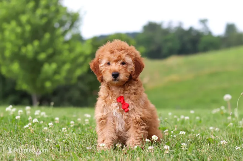 Chase – Goldendoodle puppy for sale in Sugarcreek, OH