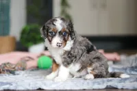 Dylan, a male Miniature Bernedoodle for sale in Sugarcreek, OH – 8 of 9