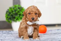 Maddie, a female Miniature Goldendoodle for sale in Sugarcreek, OH – Photo 3 of 5